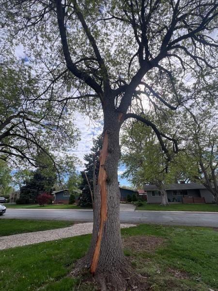 Colorado Premier Tree Care