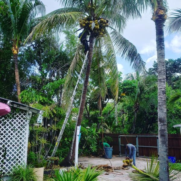 Villatoro Tree Service