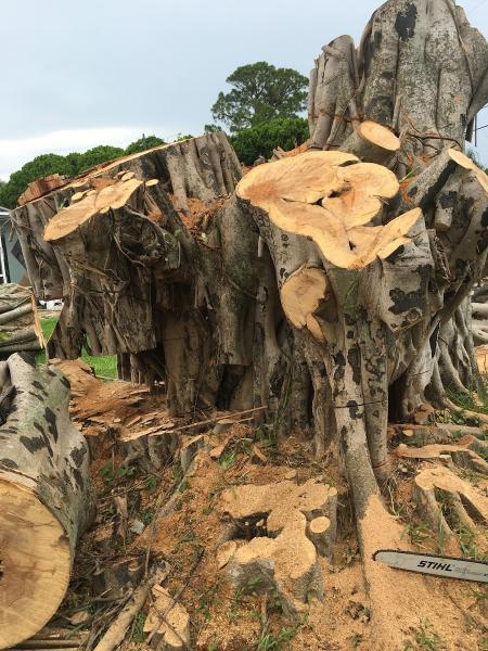 Villatoro Tree Service
