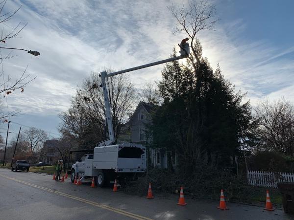 Hardwick Tree Care