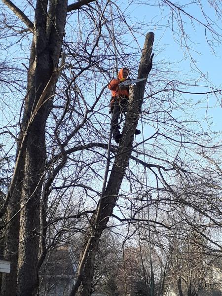 Above All Tree Service