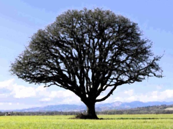 Blackoak Management