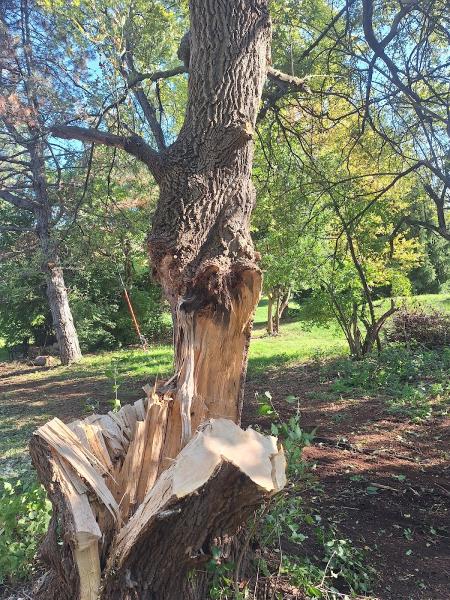 Trapp Tree Service