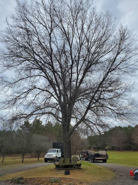 Trapp Tree Service