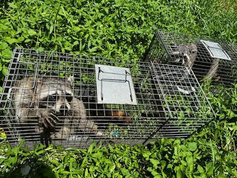Florida Wildlife Busters