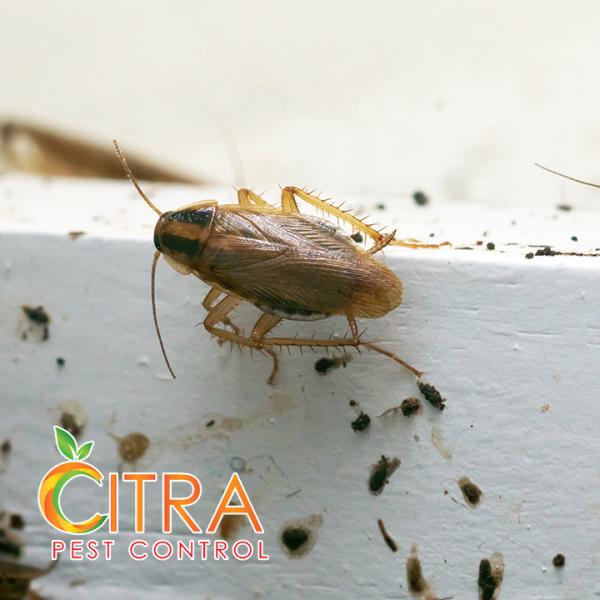 Citra Pest Control