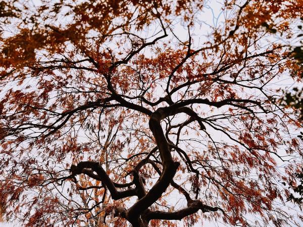 Transcendent Treecare