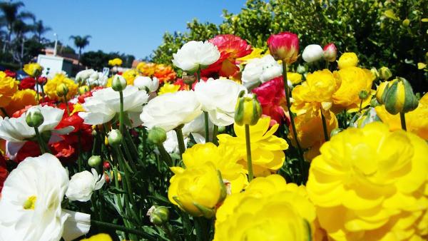 Pacific Terrain Landscape Maintenance