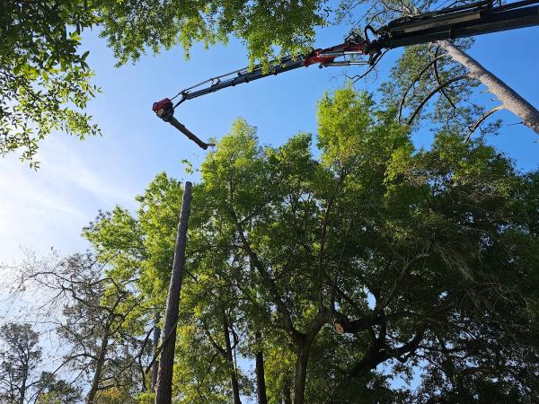 True Cut Tree Service