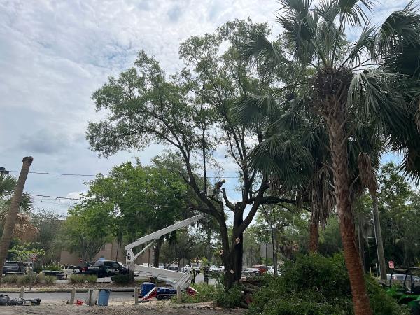 True Cut Tree Service