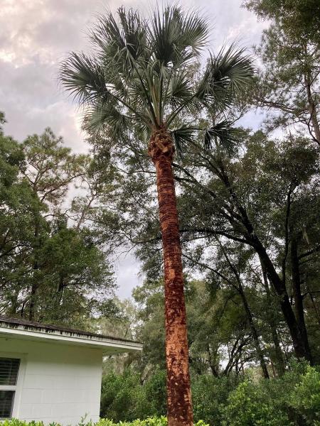 True Cut Tree Service