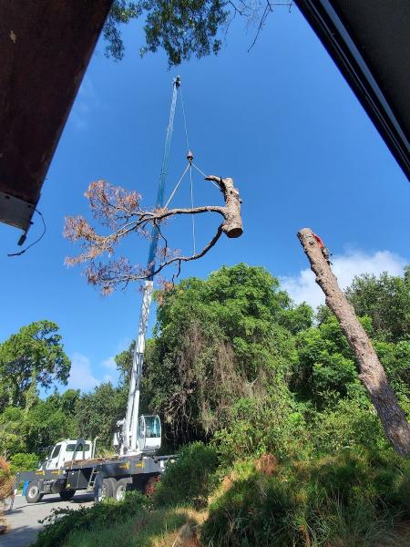 Tree Rescue