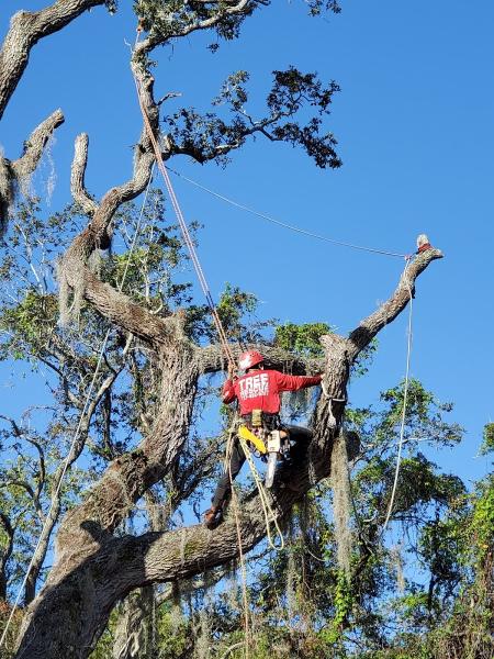 Tree Rescue