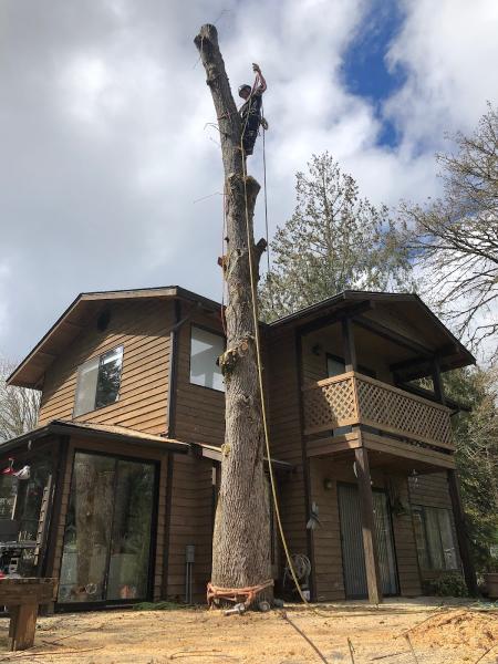 Rainier Tree Service