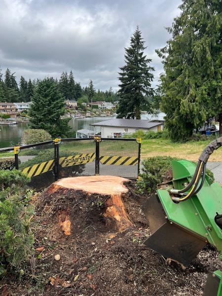 Rainier Tree Service