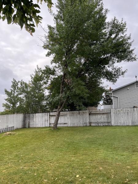 Madrigal Tree Services