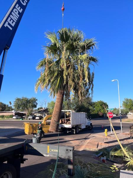 Tempe Tree Service