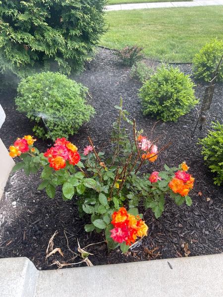 Pipeline Sprinkler Systems