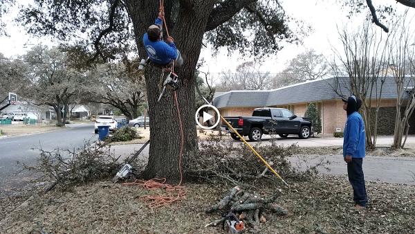 Angel's Tree Service