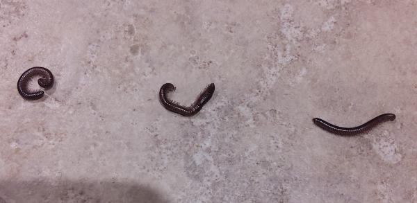 Beeline Pest Control