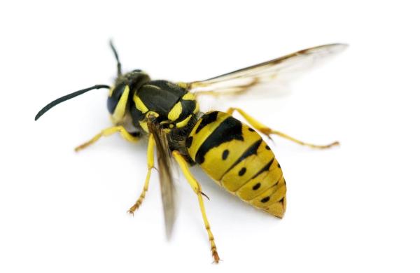 Beeline Pest Control