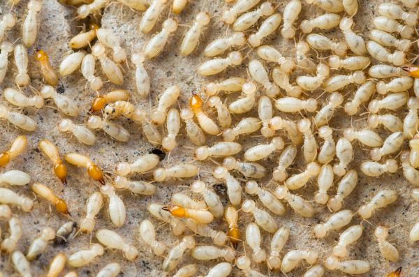 Beeline Pest Control