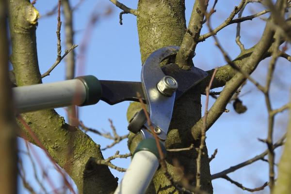 Tailored Tree Inc.