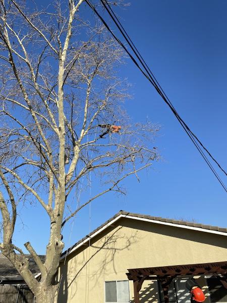 Tailored Tree Inc.