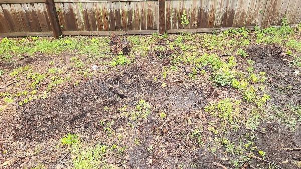 Low Country Stump Removal