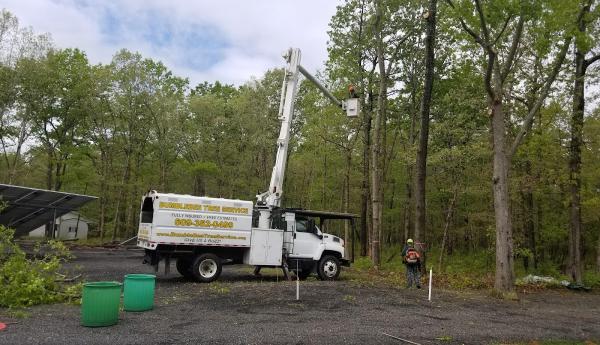 Bumblebee Tree Service & Landscape Design LLC