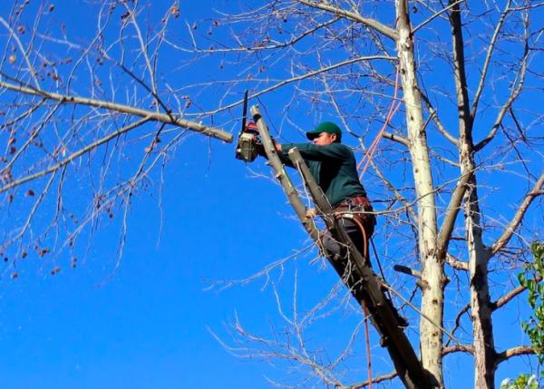 Bumblebee Tree Service & Landscape Design LLC