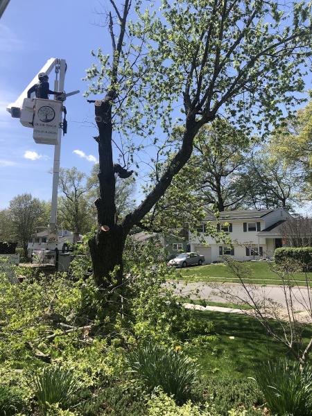 Blue Rock Tree Care