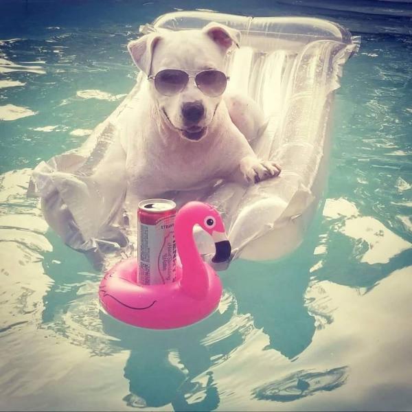 Pool Vibes LLC