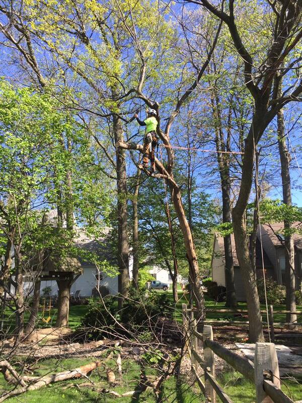 Bayer Tree Service