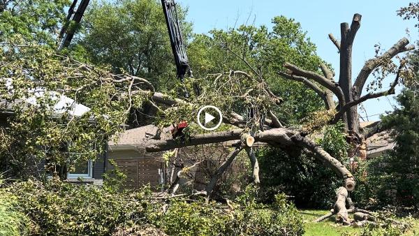 Central Tree Pros