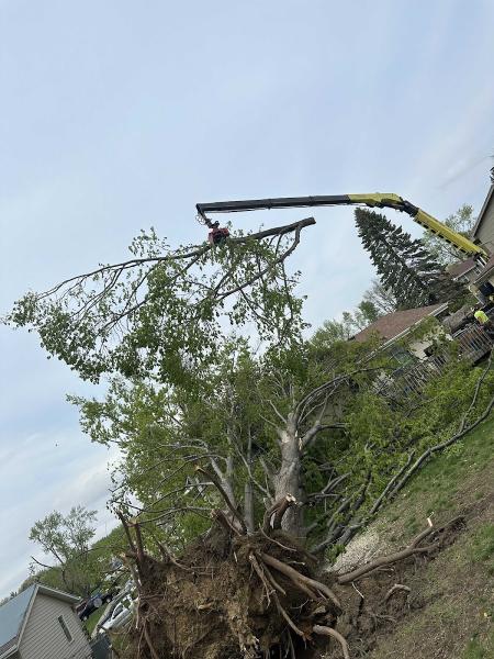 Central Tree Pros