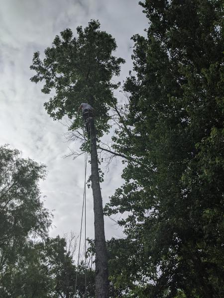 JLM Tree Servicing & Roofing