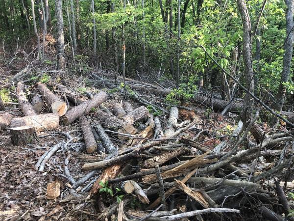 McAbee Tree Care
