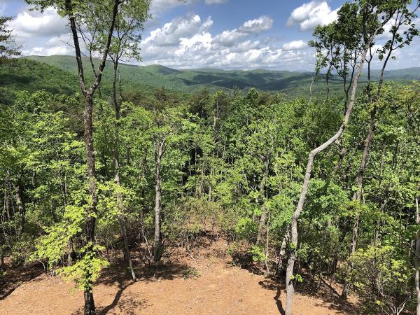 McAbee Tree Care
