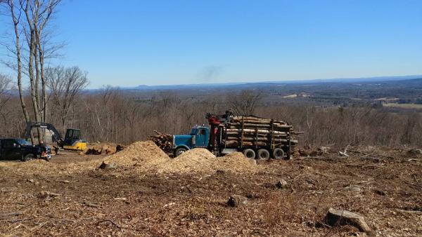 Greensite Tree & Land