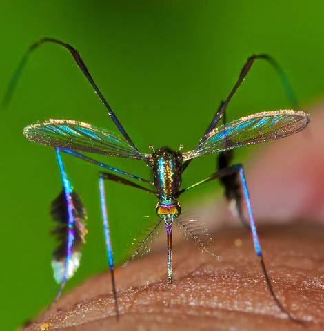 Mosquito-Man LLC