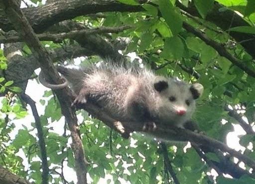 Hudson Valley Wildlife Solutions