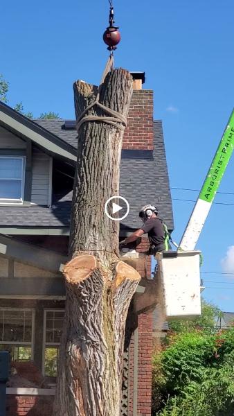 Arborist Prime LLC