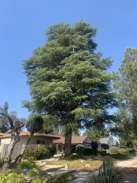 Santos Gardening and Tree Service