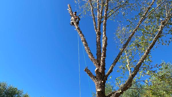 J&R Tree Services