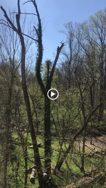 J&R Tree Services