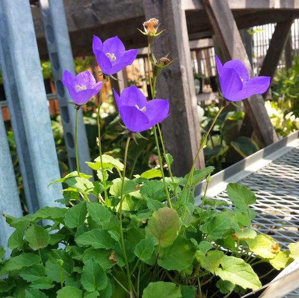 Panetta's Landscape Supplies
