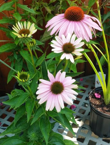 Panetta's Landscape Supplies