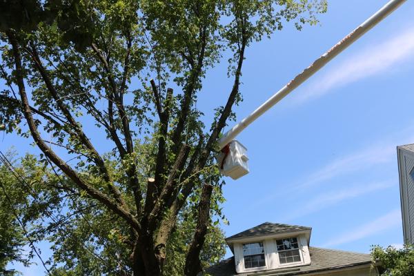 Manhattan Tree Removal