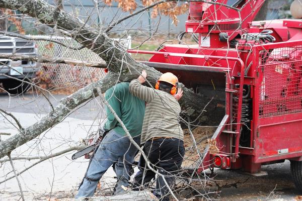 Manhattan Tree Removal